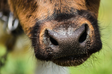 very close-up cow head in the summer