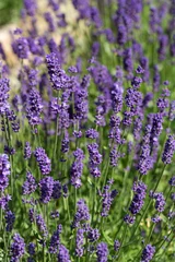 Küchenrückwand glas motiv Lavendel Gardens with the flourishing lavender