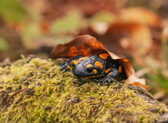 salamander on the moss