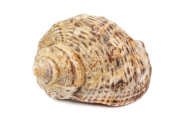 sea shell on white