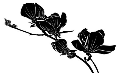 Magnolia. A branch of a blossoming magnolia. Botanical garden with magnolia trees. Flowers magnolia.magnolia flowers isolated on white background. vector illustration, sketch. Elements for design.