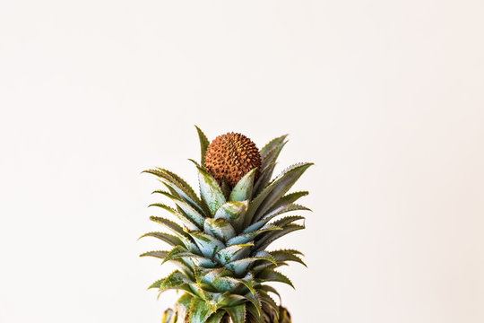 top of fresh pineapple with lychee on white background