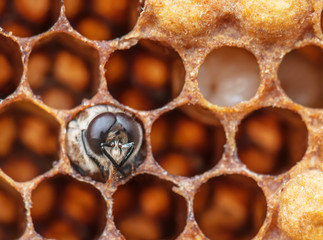 young bee in the comb