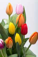colorful bouquet of fresh spring tulip flowers
