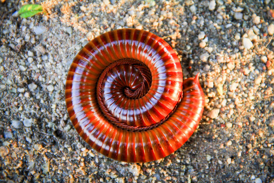 Millipede on sand