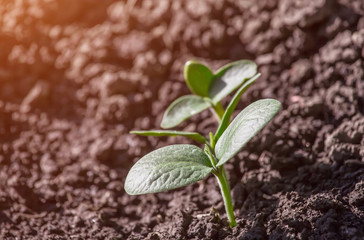 Young pumpkin sprouts in the garden.