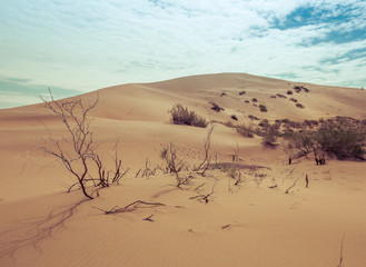 desert dunes, big dune in the desert, kazakhstan, central asia, red sand dunes, flowers in the desert