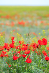 poppy field with mountain, kazakhstan, central asia