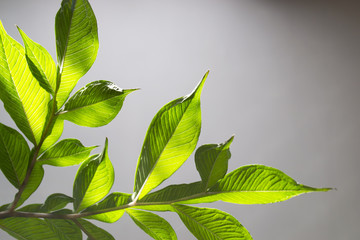 Green leaves on a gray background
