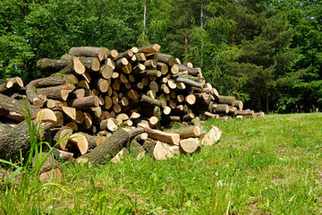 sawn firewood for the winter poised on green grass