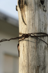 old trunk and barbed wire