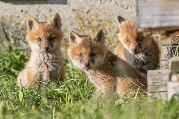 Fuchs Welpen