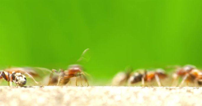 Ants Marching On Forest Path