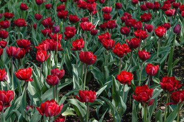 Flowerbed of red and pink tulips