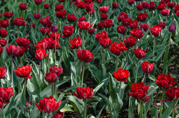 Obraz premium Flowerbed of red and pink tulips