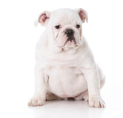 english bulldog puppy