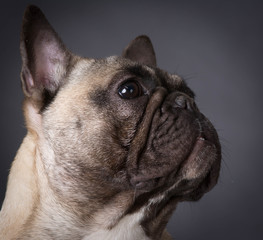 french bulldog portrait