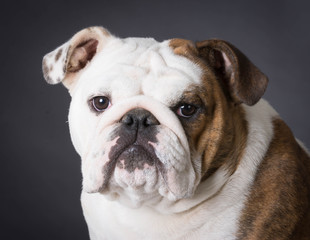 english bulldog portrait