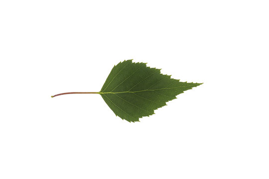 Birch tree leaf with a twig isolated on a white background.