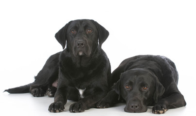two black labrador retrievers