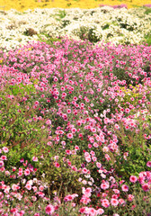Colorful flower field in Andhra pradesh state in India