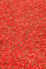  Guntur red chilies