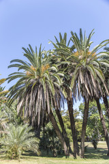 Obraz na płótnie Canvas Palm trees against of blue sky