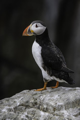 Farne Island Puffin 