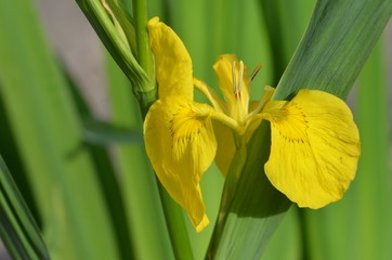 Sumpfschwertlilie, Iris pseudacorus 