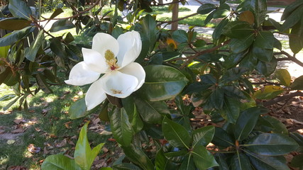 Naklejka premium Magnolia bloom on tree - Vanderbilt University area