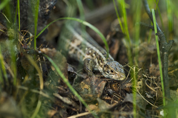 Forest lizard hidden in the grass