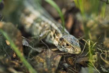 Forest lizard hidden in the grass