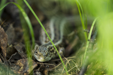 Forest lizard hidden in the grass