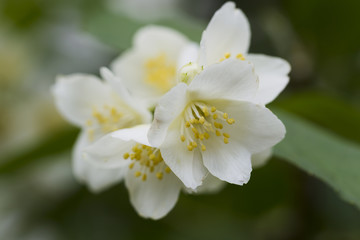 Obraz na płótnie Canvas White jasmine flowers