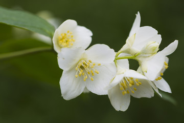 Obraz na płótnie Canvas White jasmine flowers