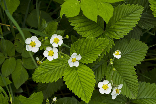 The flowers of wild strawberry berries