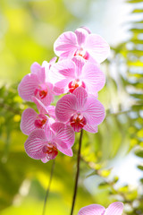 Pink Orchid flowers