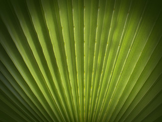 Fan Palm foliage