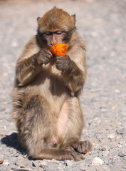 Naklejka premium Berberaffe im Atlasgebirge in Marokko ißt eine Orange