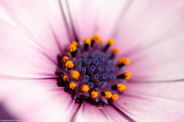 Fleur sur l'ile de br&eacute;hat / flower on brehat island