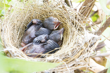 Babies Streak-eared Bulbul Birds on nest.nestling.