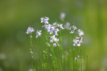 Tiny wild flowers in the grass