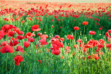 meadow with beautiful  red poppy flowers
