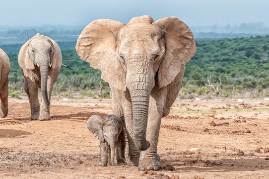 Fototapeta Elephant calf walking next to its mother