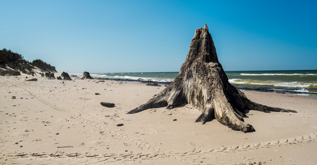 Stary las na plaży z pieniami drzew