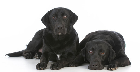 two black labrador retrievers