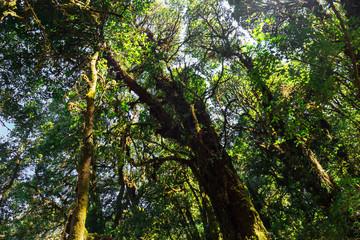 Tropical Rainforest Landscape, Thailand, Asia