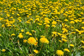 Obraz premium Spring yellow dandelions.