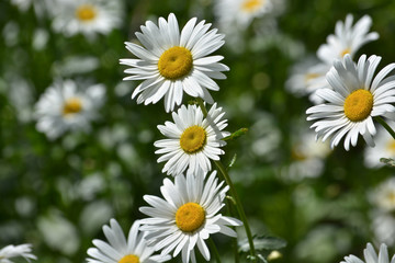 Obraz premium Background of blooming daisies.