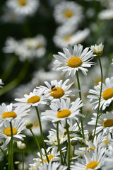 Fototapeta premium Daisies in a summer meadow.